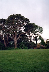 1995 - Irlande 15 (AJ Killarney)